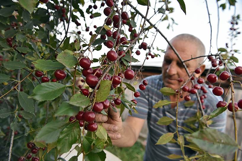 В этом году в Лоху столько вишни, что местные не успевают собирать 
