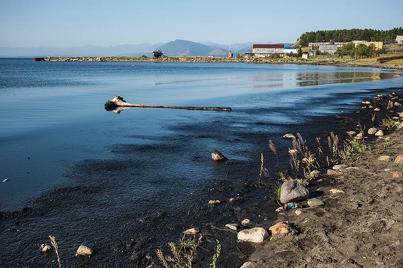 Август 2016-го: водоросль спирогира превратила берег у Северобайкальска в болото