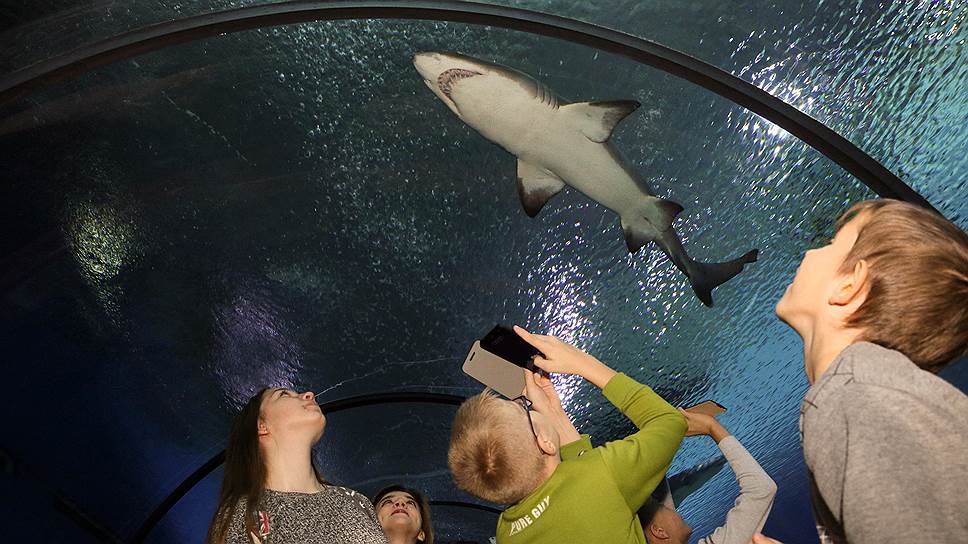  Посетители аквапарка могут смотреть на морских обитателей, гуляя по самому длинному в России 61-метровому акриловому туннелю