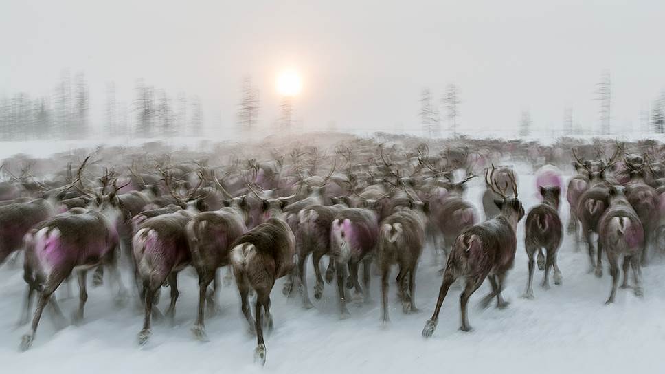 В России находится две трети мирового поголовья домашних северных оленей 