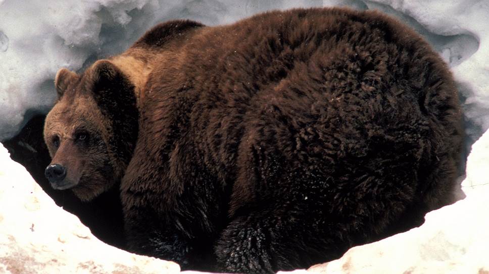 Прикольные картинки про медведя (32 фото)