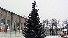 Новогодняя елка, дерево из села Ярково Тюменской области