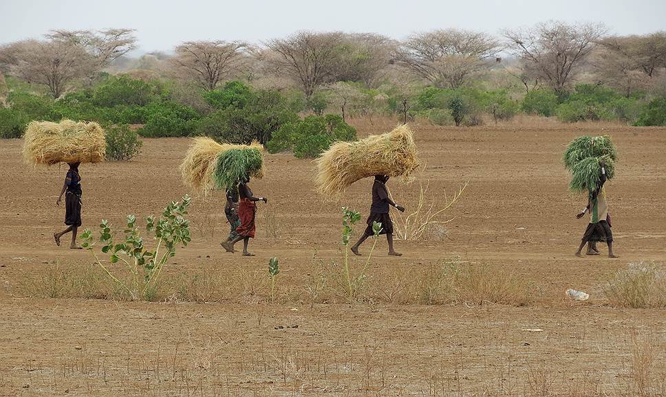 Местные жители собирают сорго. Эта разновидность злаков для Африки — как пшеница для нас. В Эфиопии, откуда эта зерновая культура распространилось по всему континенту, ее выращивали за 3 тысячи лет до нашей эры