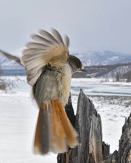 Кукша — небольшая птичка, родственница сойки, вороны и сороки — живет по всему северу Евразии, но здесь она переносит самые суровые морозы 