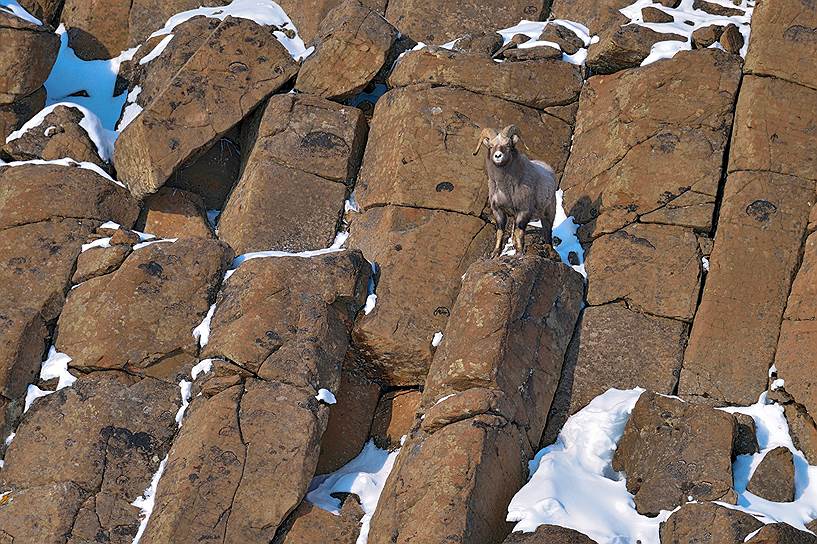 На отвесных стенах каньонов снежные бараны спасаются от волков и медведей 