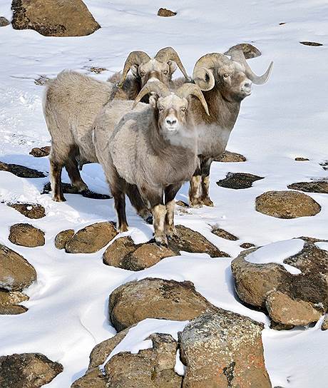 Повстречать сразу трех снежных баранов — большая удача для фотографа 