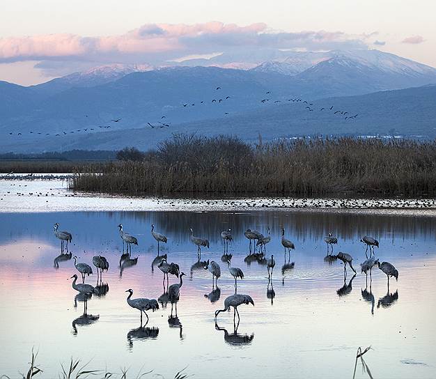 Свыше полумиллиарда птиц прилетают на зимовку в долину Хула на север Израиля. Но гвоздь программы, конечно, журавли 