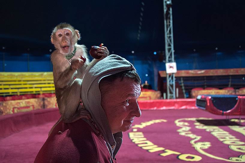 Василий Кудзинов. Старший в цирковой династии. В своем номере он балансирует вниз головой на стульях, а обезьянка стоит на его ноге тоже вниз головой  
