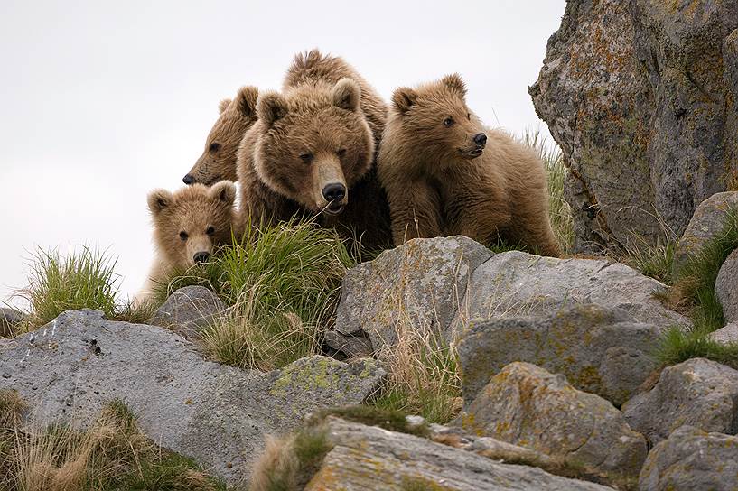 Медведица с медвежатами иногда больше боится взрослых самцов, чем человека. Зачастую она не прячется от фотографа