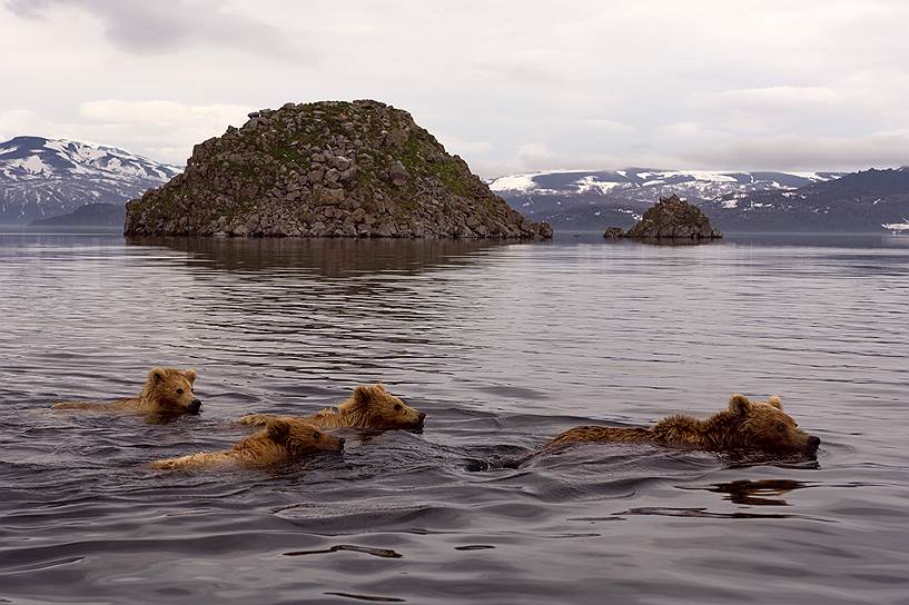 Медведь прекрасно плавает и легко может догнать весельную лодку 