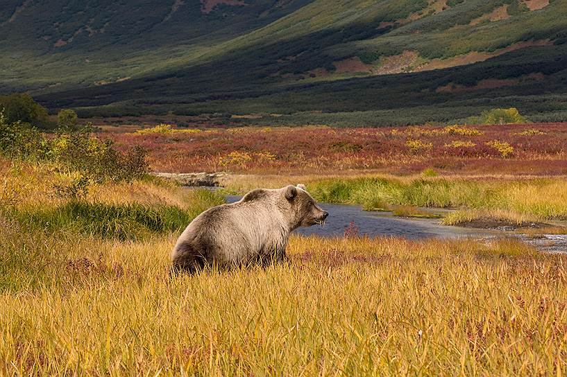 Фотографы, сидя на одном месте, могут увидеть за день около 100 медведей