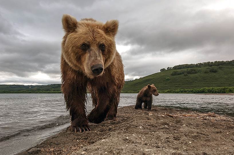 Нерест нерки привлекает на Курильское озеро множество медведей 
