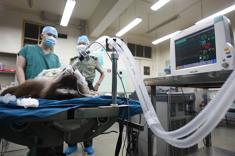 После успешной пересадки свиной печени обезьяне в больнице военного медицинского университета в Сиане (Китай)  
