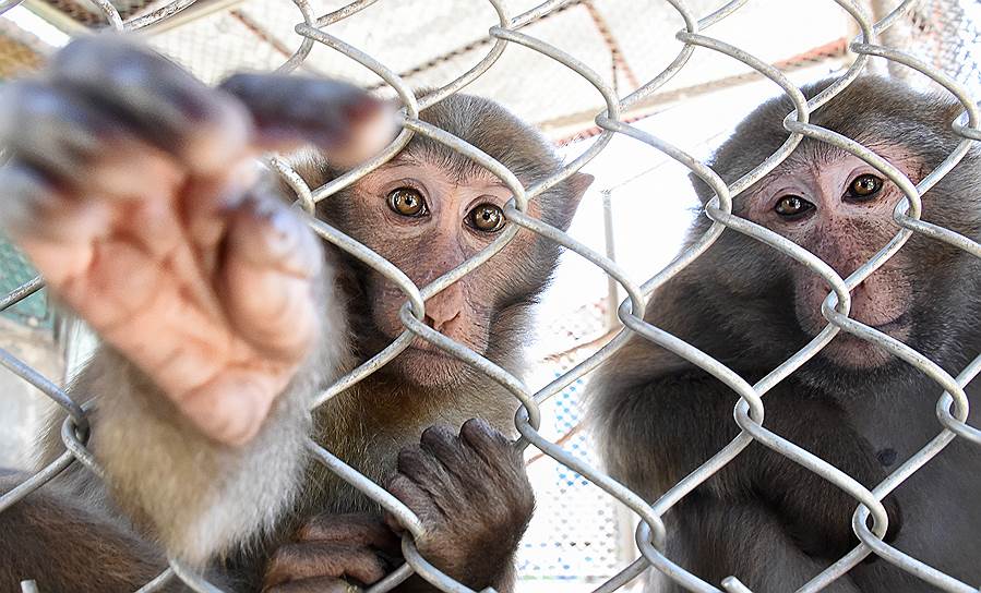 На обезьянах отрабатывают пересадку генетически модифицированных свиных органов