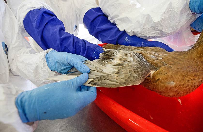 Так очищают перья птиц, пострадавших при нефтяных разливах 

