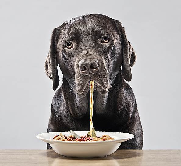 Человеческая еда — не лучший корм для собаки 
