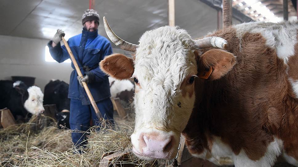 Сухроп разводит коров в деревне Перелоги Рамешковского района