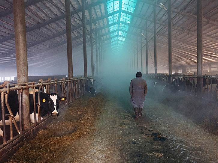 Коровник на молочной ферме в деревне Черничено 