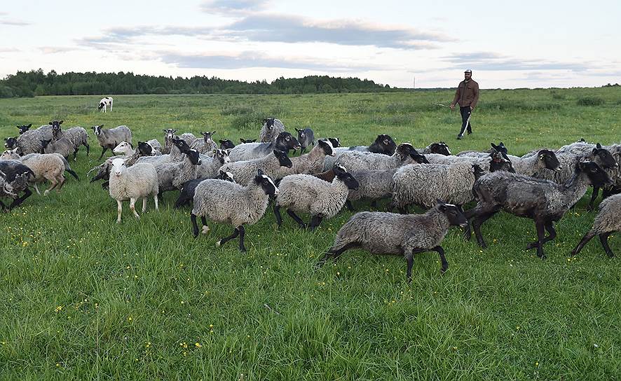 Когда-то романовская овца стала одним из символов города