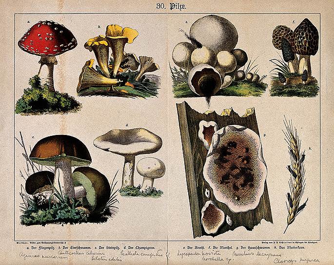 Серьезно изучают и описывают грибы с XVIII века