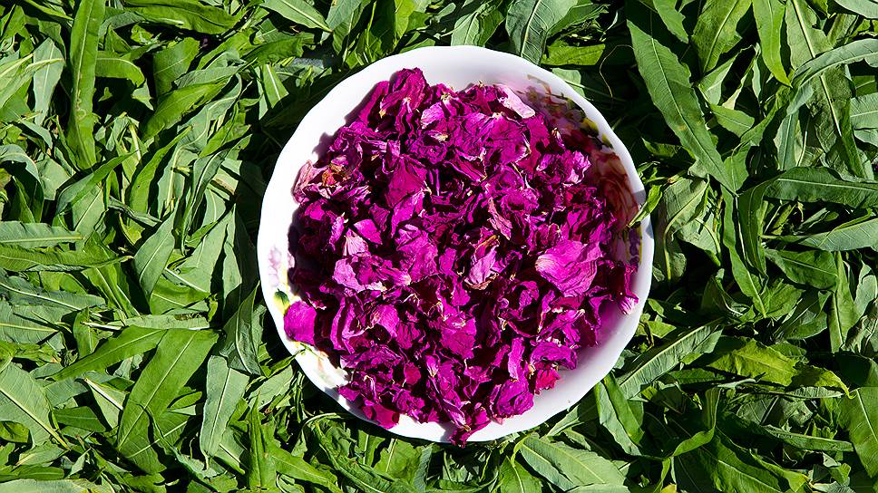 В иван-чае главное — узкие листья: они дают напитку крепость и цвет. Розовые соцветия добавляют для аромата