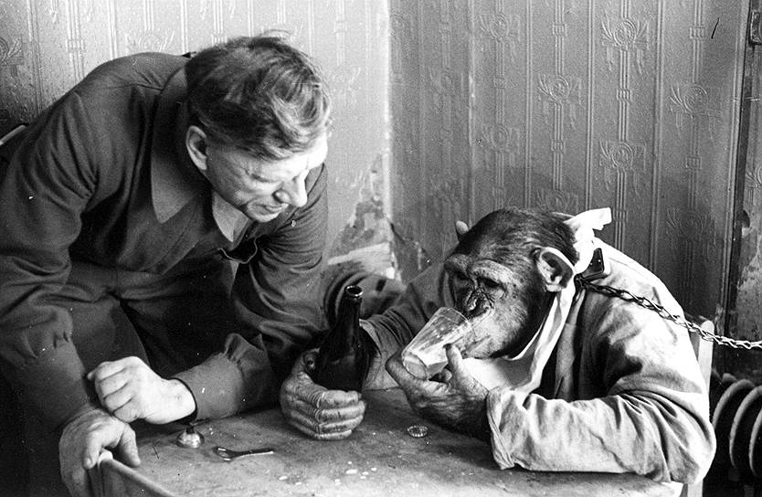 Дрессировщик Николай Волков работал для знаменитого Дурова. Похоже, он умел находить язык с животными. На этом фото шимпанзе Чарли пьет пиво. 1930-е годы 