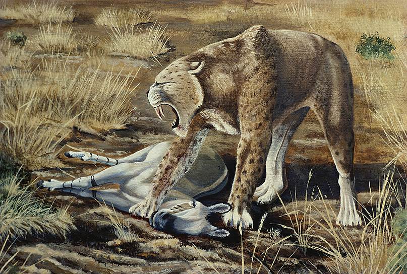 Саблезубая кошка (гомотерий) была не самым грозным хищником на территории древнего Крыма 