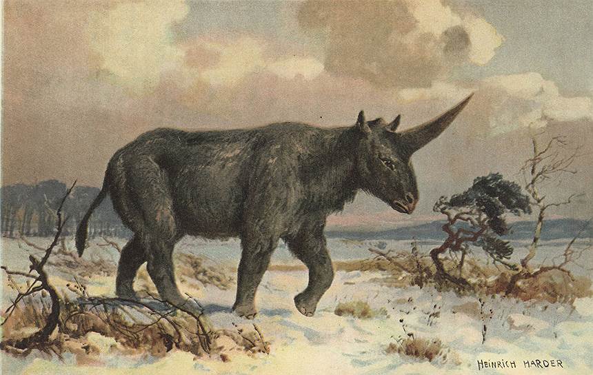 Гигантский шерстистый носорог из тех животных, что ненадолго пережили ледниковый период 