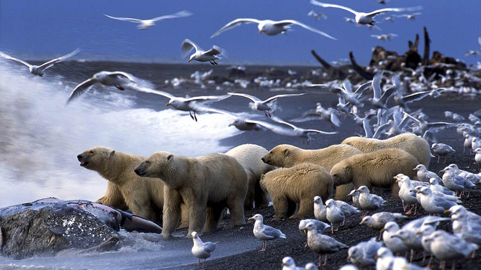 Как глобальное потепление меняет Арктику  и жизнь ее обитателей