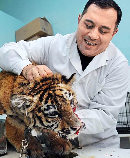 Чтобы вылечить тигра Жорика, ветеринару Карену Даллакяну пришлось выкупить его из цирка
