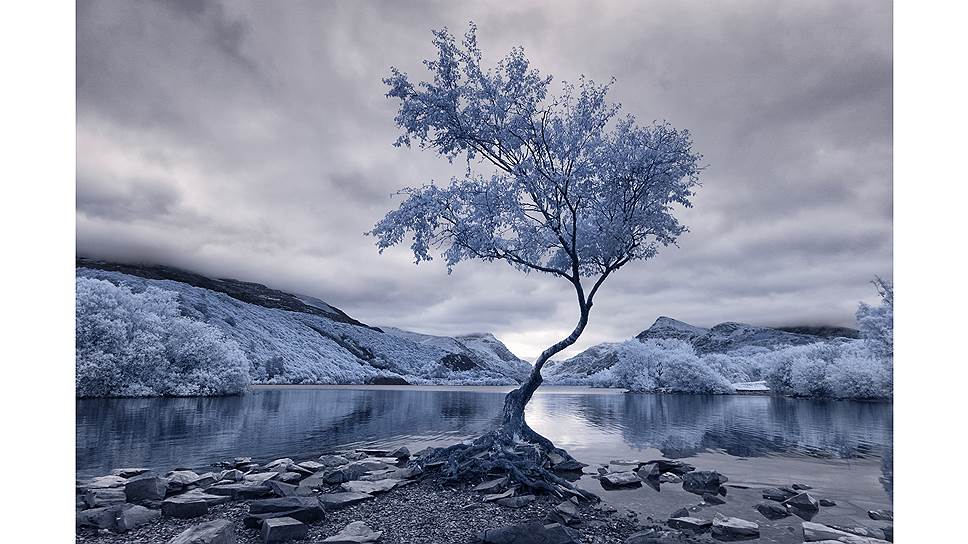 Конкурс инфракрасной фотографии Life in Another Light. На фото: Lonely Tree by David Hall