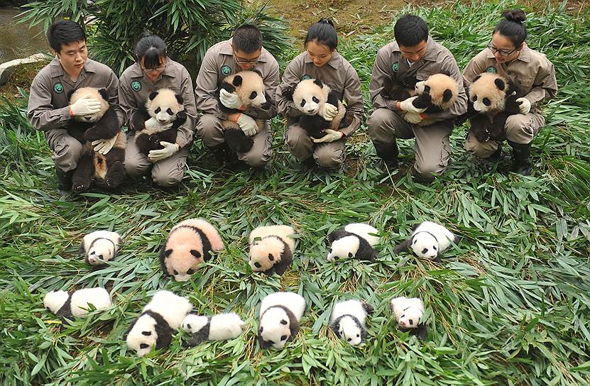 Большая панда, или медведь-кошка, как ее называют китайцы — один из главных символов Поднебесной. Более 80 процентов всех панд живут в провинции Сычуань. Они встречаются как в дикой природе, так и в различных питомниках и заповедниках