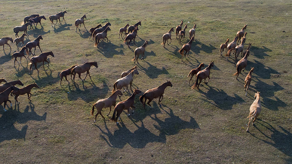 рейтинг пород лошадей в россии. Смотреть фото рейтинг пород лошадей в россии. Смотреть картинку рейтинг пород лошадей в россии. Картинка про рейтинг пород лошадей в россии. Фото рейтинг пород лошадей в россии рейтинг пород лошадей в россии. Смотреть фото рейтинг пород лошадей в россии. Смотреть картинку рейтинг пород лошадей в россии. Картинка про рейтинг пород лошадей в россии. Фото рейтинг пород лошадей в россии