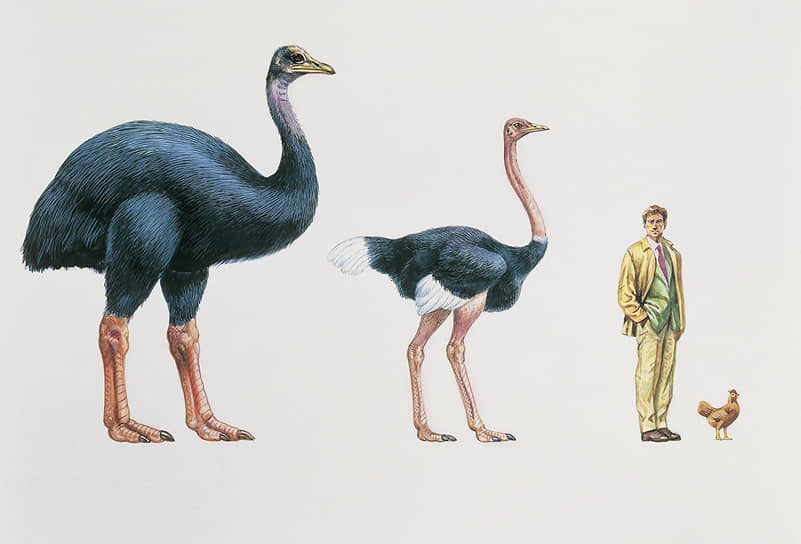 Вес вымерших птиц-гигантов приближался к 650 килограммам. Сегодняшние курицы могут
только позавидовать таким габаритам