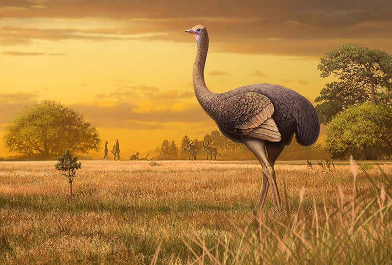 Художественная реконструкция пахиструтио не дает полного представления о гигантской птице, признают палеонотологи
