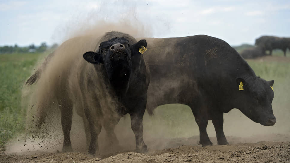Все бычки и коровы компании содержатся на вольном выпасе в естественных условиях обитания