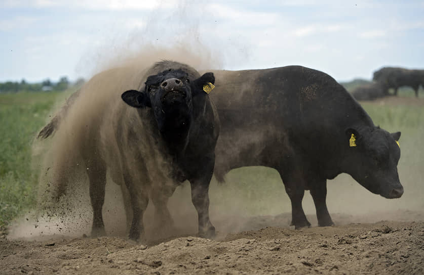Все бычки и коровы компании содержатся на вольном выпасе в естественных условиях обитания