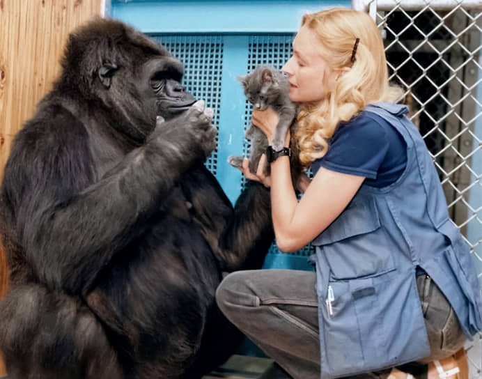 Горилла Коко, самая «говорящая» обезьяна из всех известных, любила поболтать с воспитателями и обожала кошек