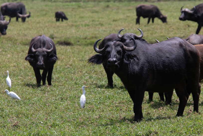 Стадо буйволов в национальном парке Аруша в Танзании