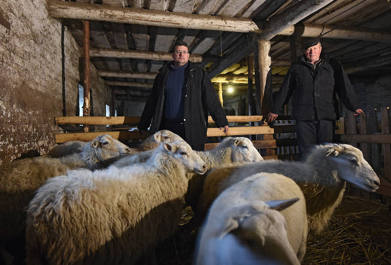 Валентин и Алексей Дубенцы, в прошлом дальнобойщики, переехали в Псковскую область 30 лет назад, занимаются овцеводством