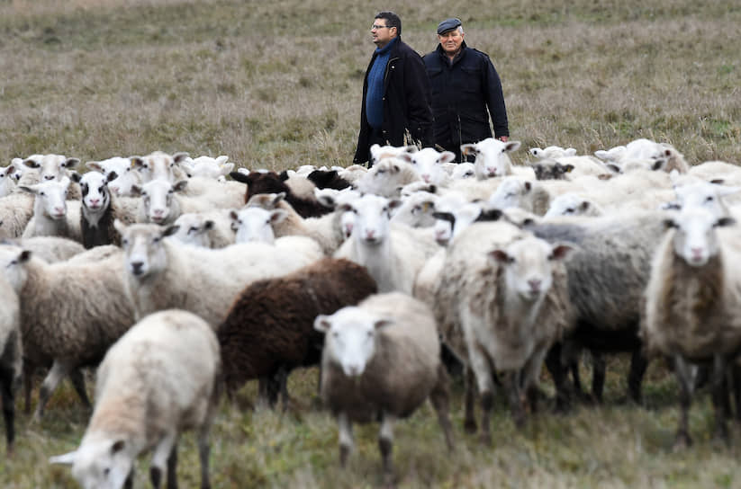 Валентин: «Алексей сейчас замахнулся увеличить поголовье с тысячи до пяти тысяч овец. Бизнес-план пишет»