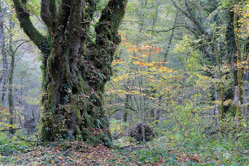 Старые деревья на Кавказе выдают размеры — они настоящие великаны. А здешние лесные экосистемы — это прежде всего биоразнообразие. Проще говоря: чего только не встретишь!