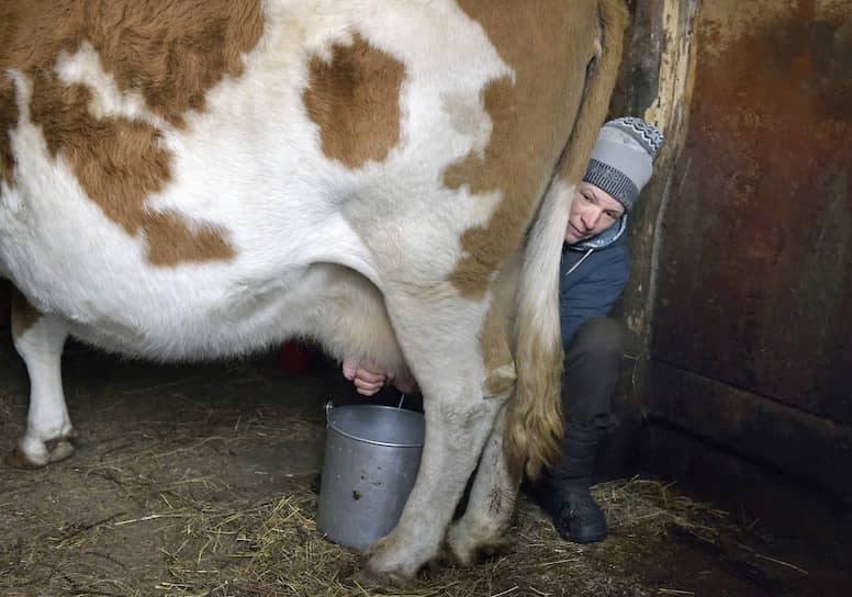 Молоко Колосовы продают по заказу в соседние деревни