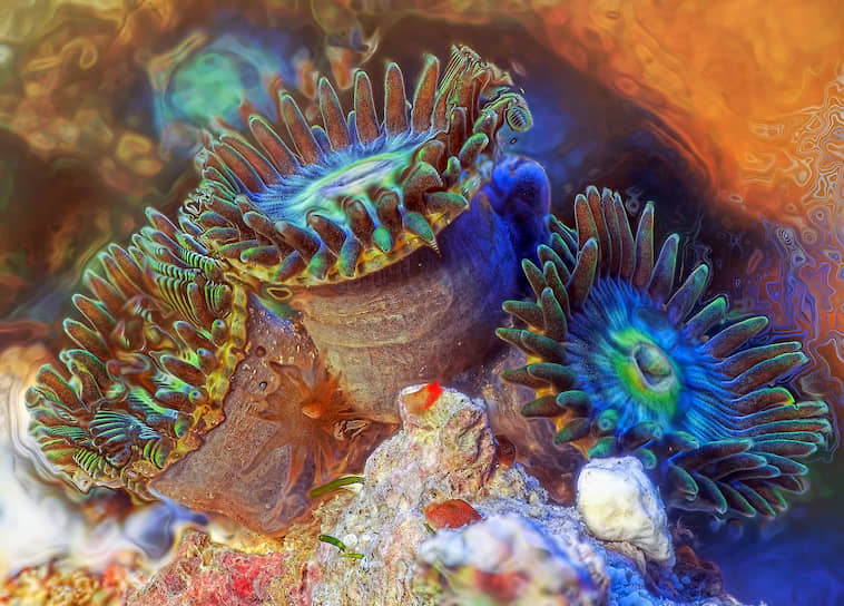 Мягкий коралл зоантус, житель морского аквариума, увеличенный в 20 раз