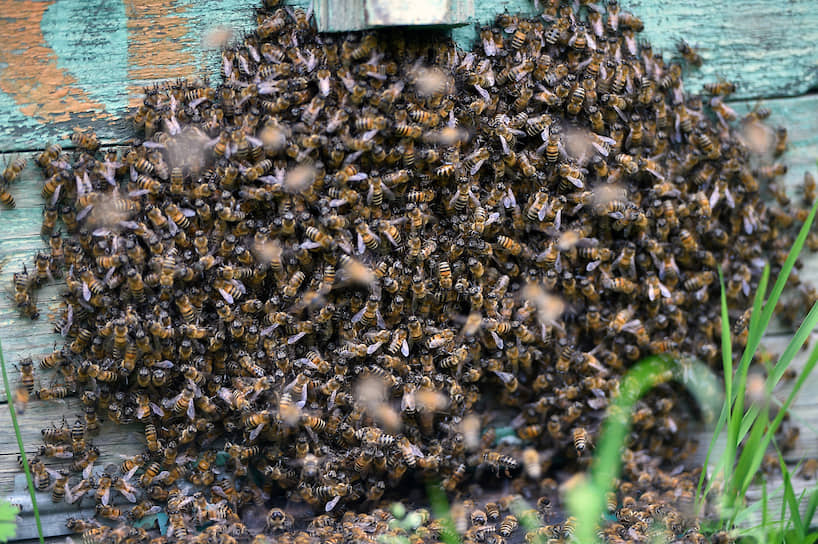 Разведение пчел. Инструкция для начинающих пчеловодов.