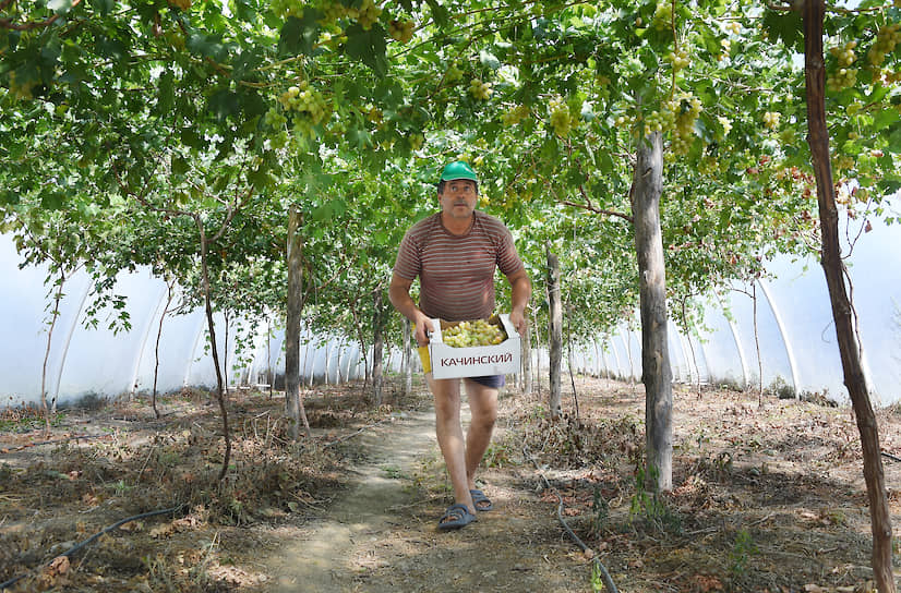 Андрей Богомолов выращивает виноград в теплицах, чтобы снизить расход воды на полив