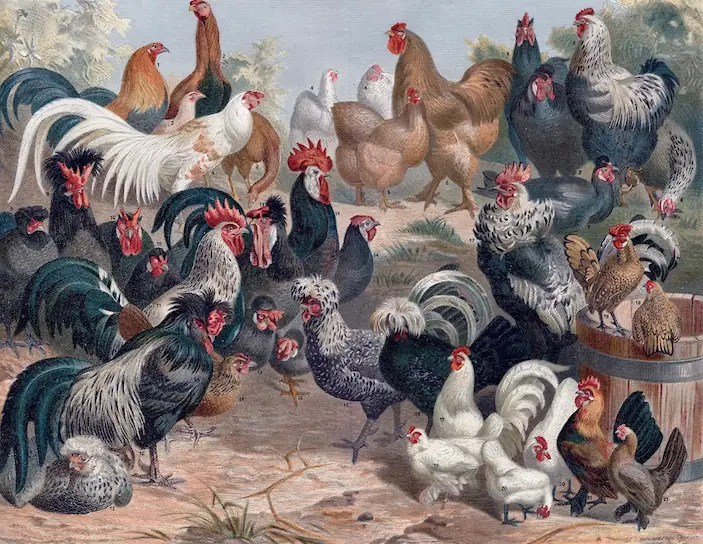 Отечественные породы и популяции кур