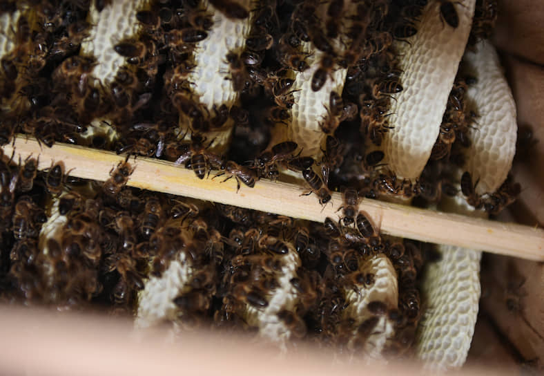 Колода — естественное место обитания пчел