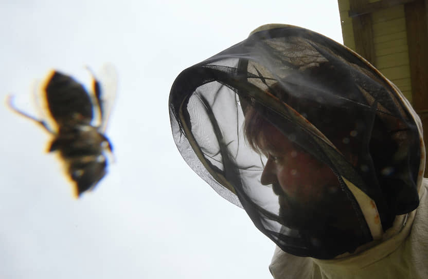 Отечественная среднерусская пчела — темная и мохнатая