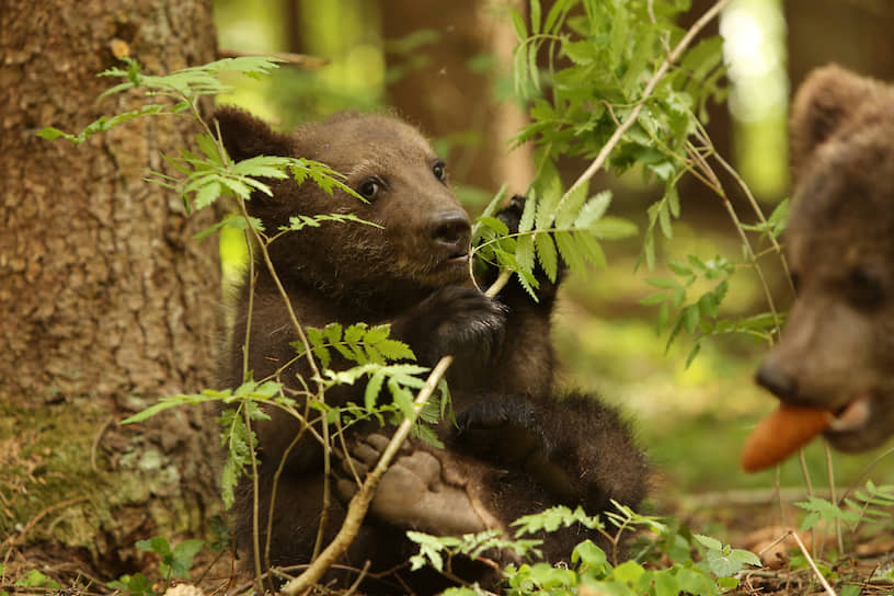 В Центре спасения медвежат-сирот условия как в дикой природе